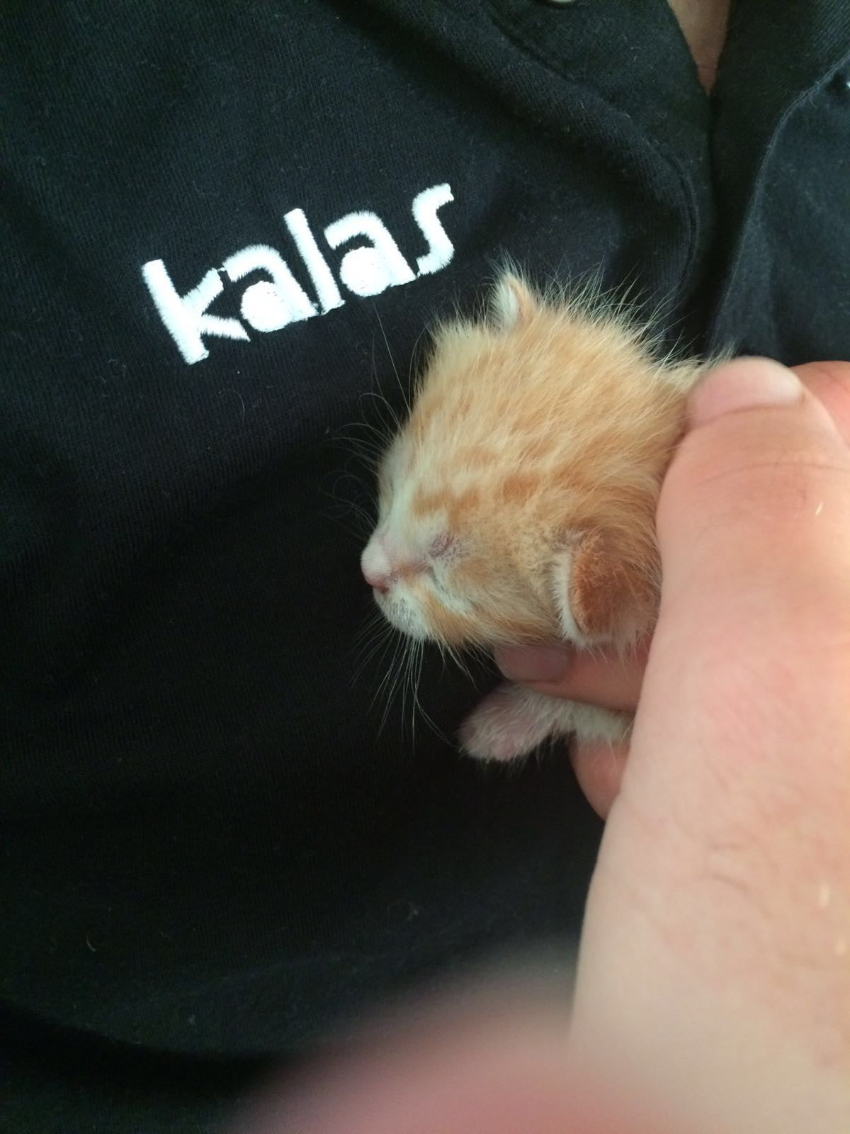 Liverpool's Leeuwenhart: Feline the strain